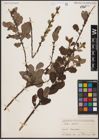 Foto von Salix aurita L.